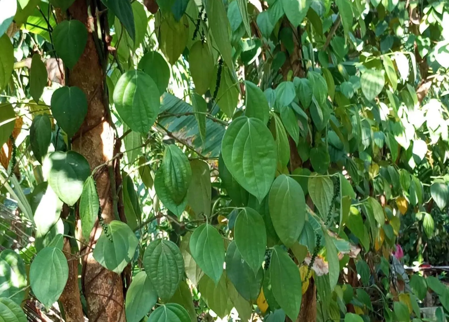 Sigiri Hunter Homestay & Hostel & Guide Room Sigiriya 0*,