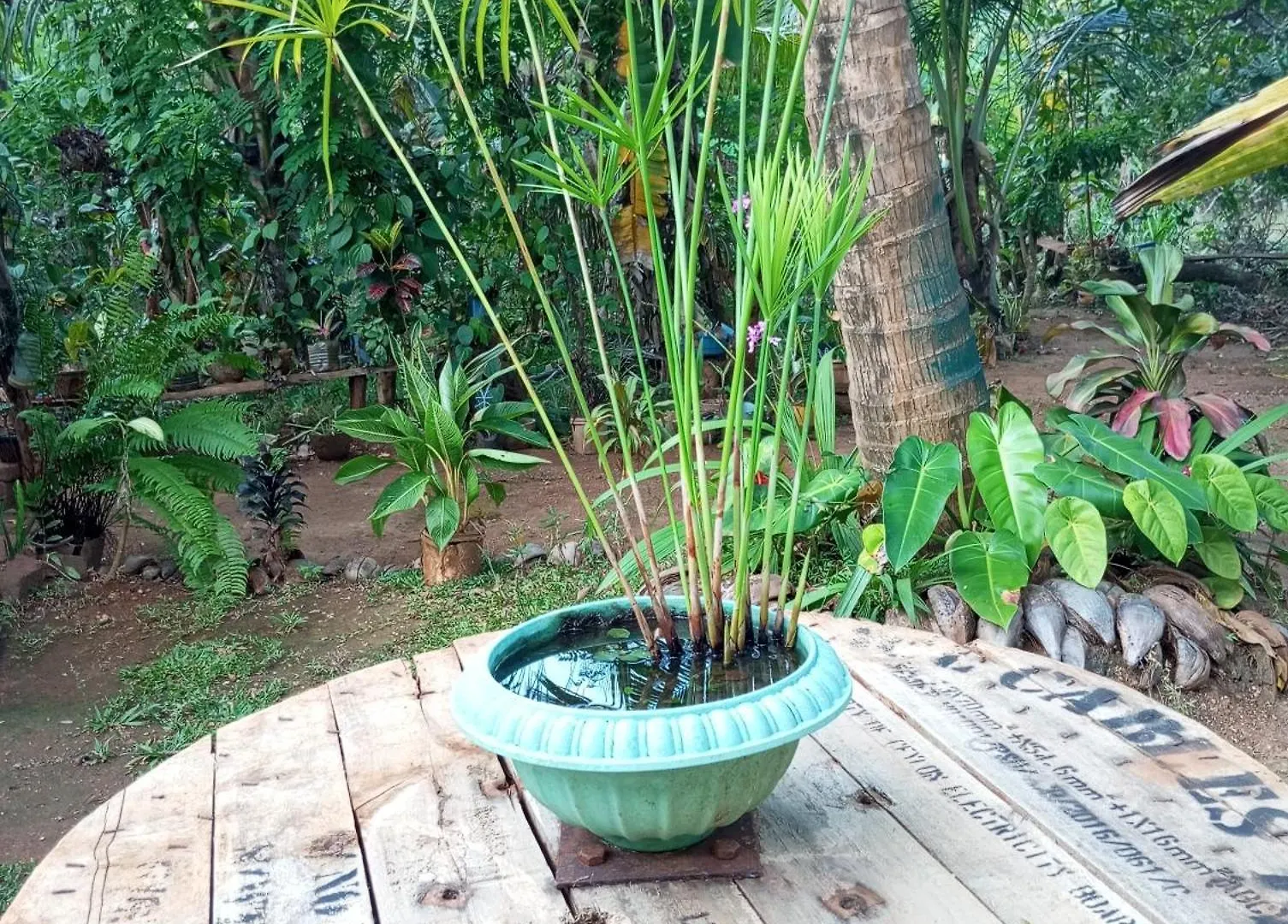 Sigiri Hunter Homestay & Hostel & Guide Room Sigiriya Sri Lanka