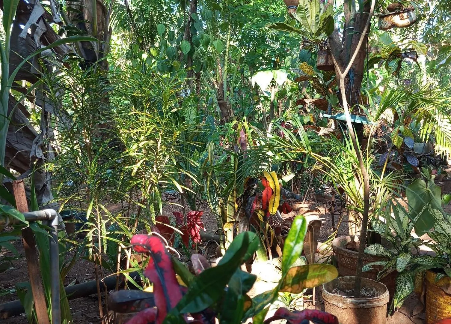 Sigiri Hunter Homestay & Hostel & Guide Room Sigiriya