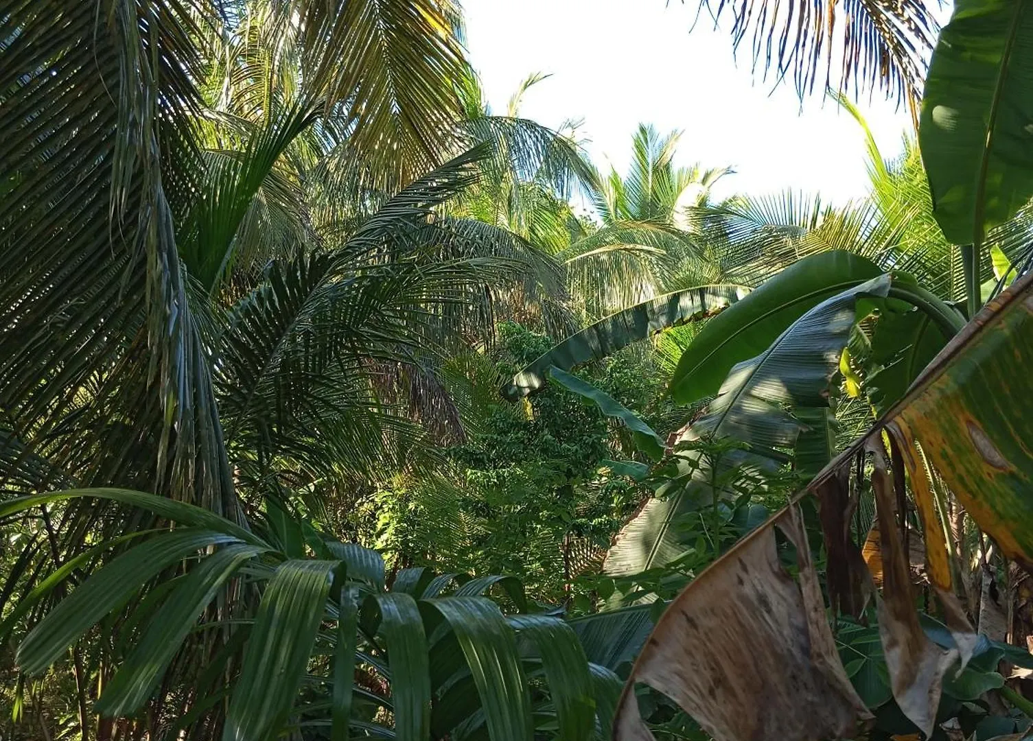 Sigiri Hunter Homestay & Hostel & Guide Room Sigiriya